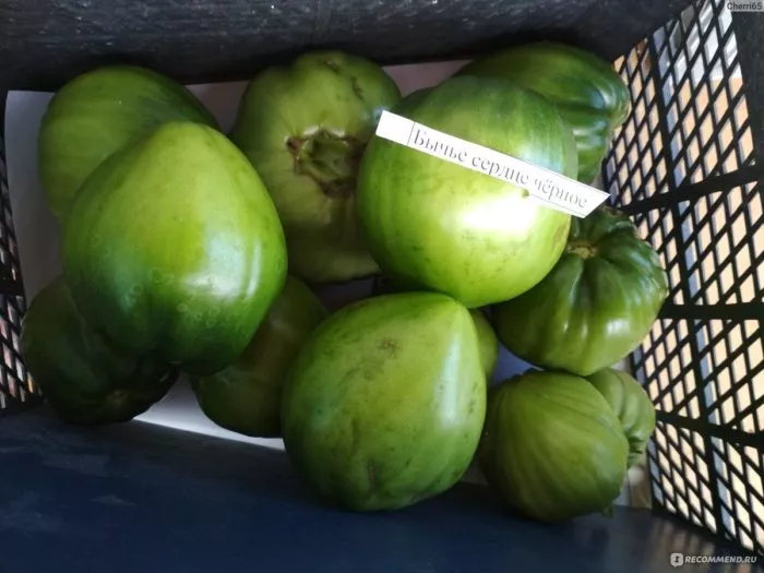 byche-serdtse-chernoe-2-163003