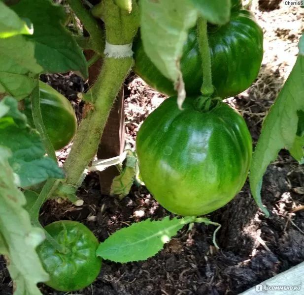 byche-serdtse-chernoe-3-163003