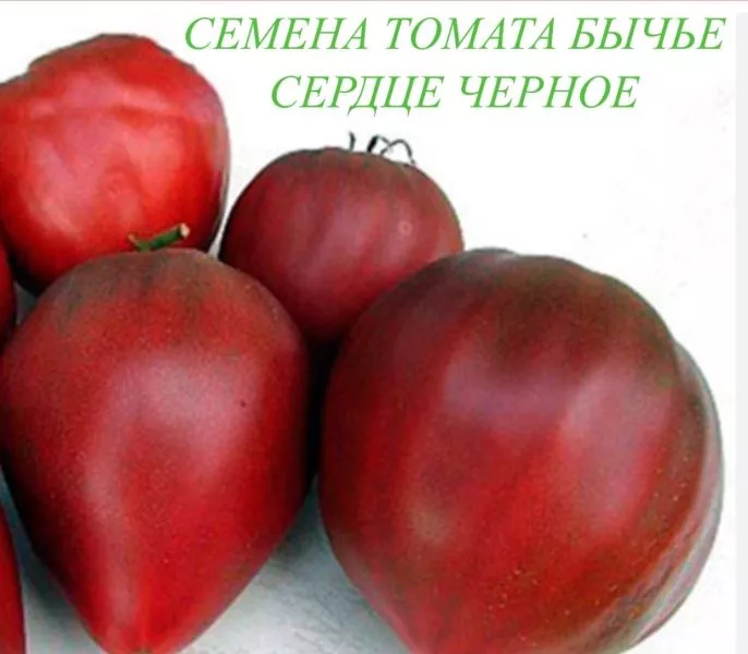 byche-serdtse-chernoe-6-163003