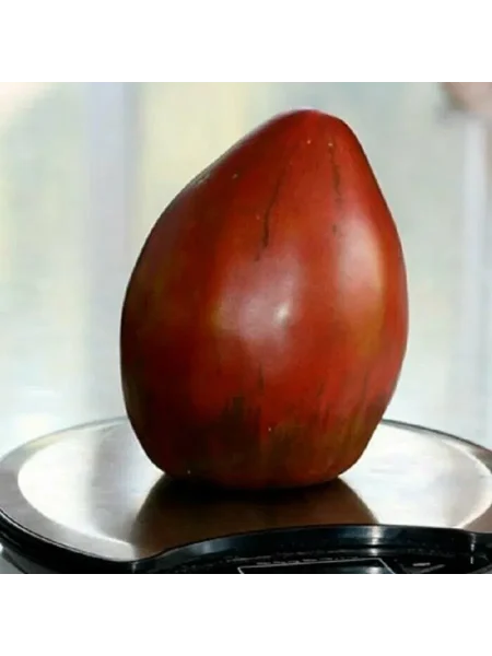 byche-serdtse-chernoe-9-163003