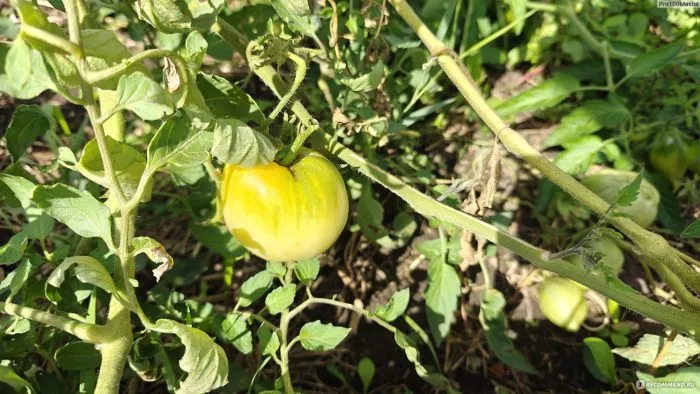 byche-serdtse-kremovoe-4-165169