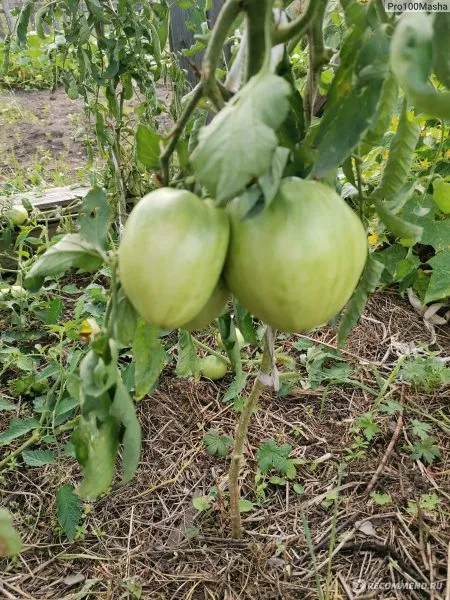 byche-serdtse-kremovoe-5-165169