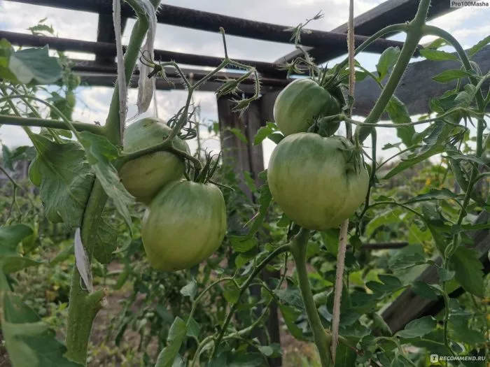 byche-serdtse-kremovoe-6-165169