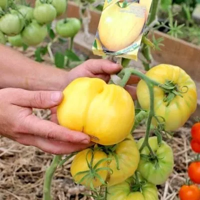 byche-serdtse-kremovoe-7-165169