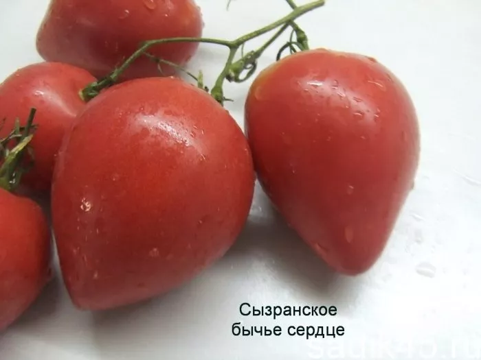 byche-serdtse-syzranskoe-3-139482