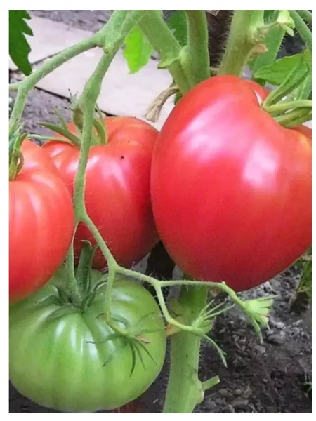 byche-serdtse-syzranskoe-4-139482