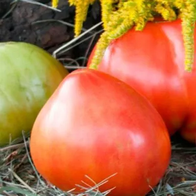 byche-serdtse-syzranskoe-6-139482