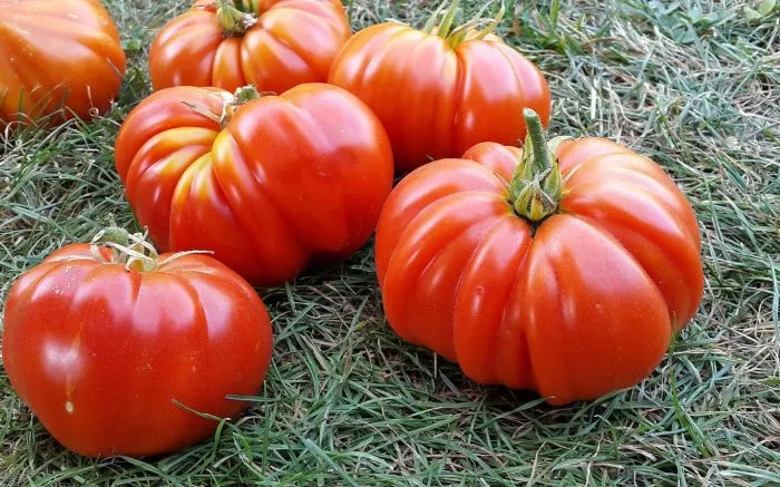 bychya-sumka-rebekki-sebastyan-2-139475