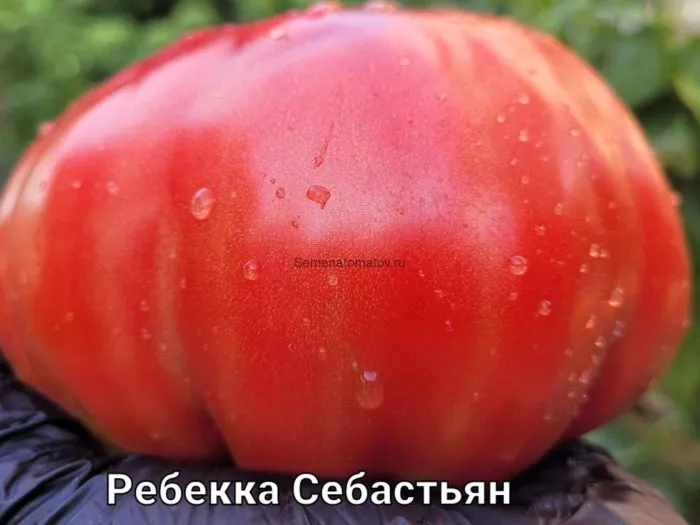 bychya-sumka-rebekki-sebastyan-5-139475-1