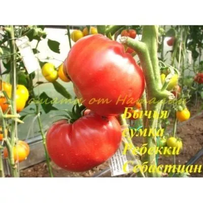 bychya-sumka-rebekki-sebastyan-6-139475