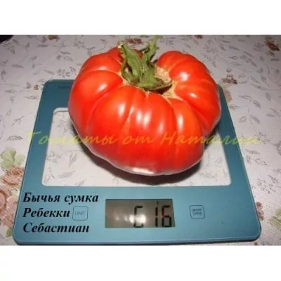 bychya-sumka-rebekki-sebastyan-7-139475