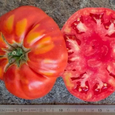 bychya-sumka-rebekki-sebastyan-8-139475