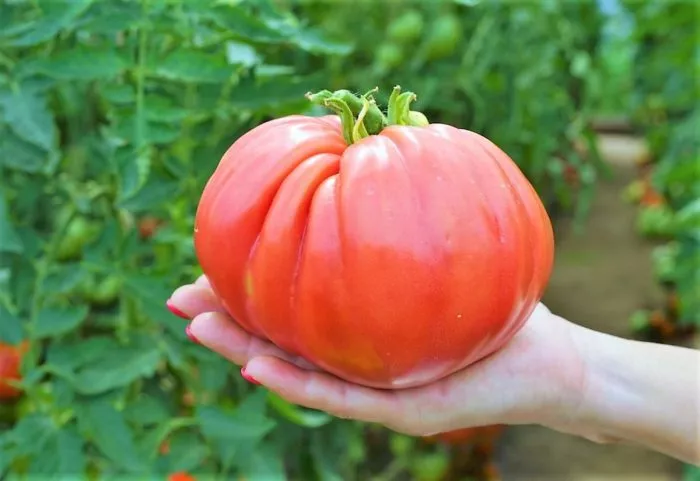 bychya-sumka-rebekki-sebastyan-main-139475