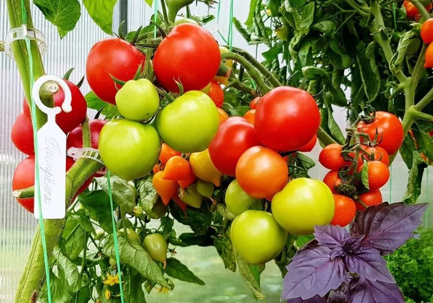 bystrenok-2-133557-2