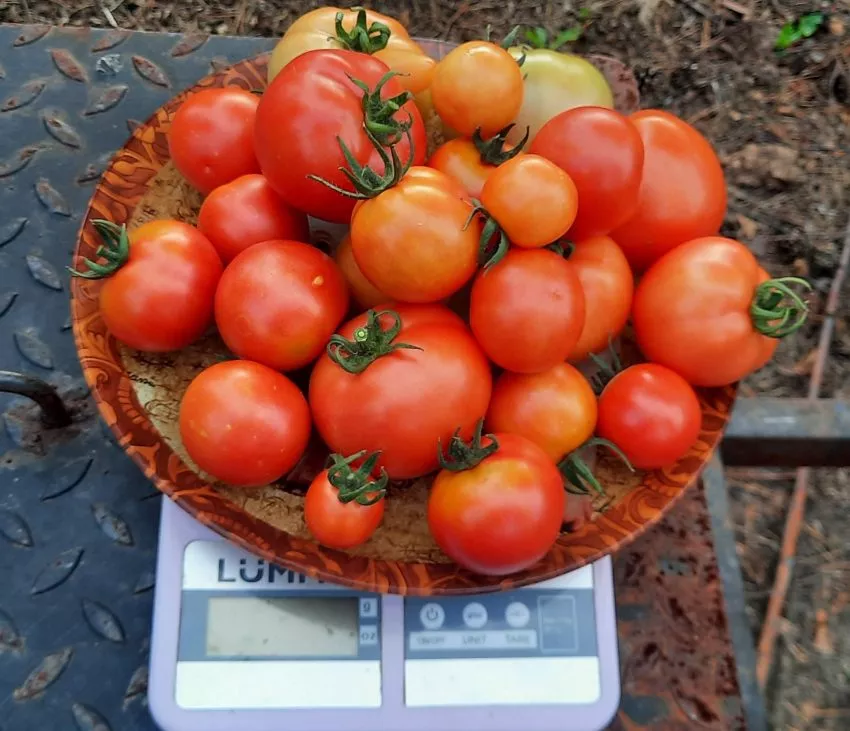 bystrenok-2-133557-3