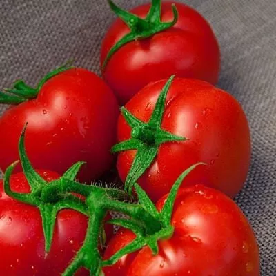 bystrenok-4-133557-1