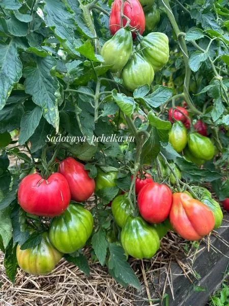 chalma-agry-2-152288