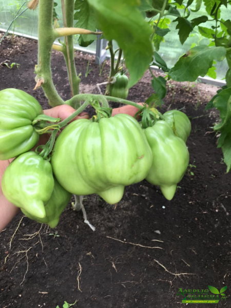 chalma-agry-4-152288