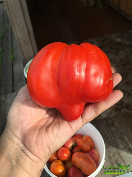 chalma-agry-5-152288