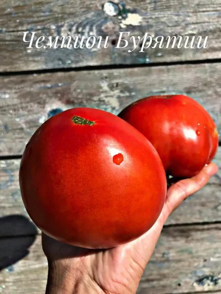 chempion-buryatii-1-168709