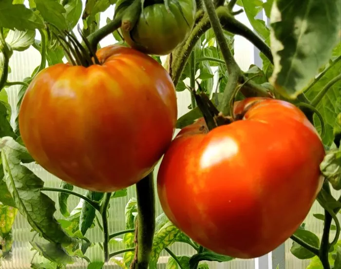 chempion-buryatii-4-168709