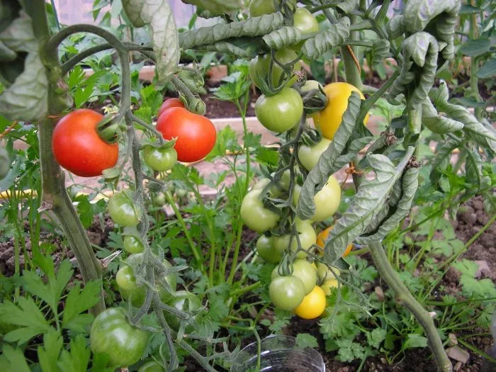 chempion-buryatii-6-168709