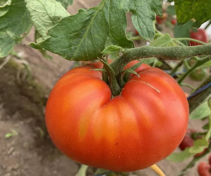 chempion-buryatii-main-168709