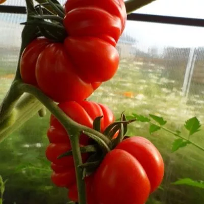 chempion-vesa-4-161683