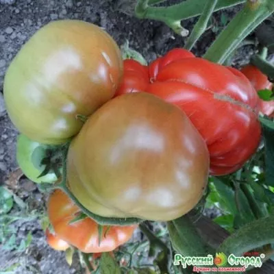 chempion-vesa-5-161683