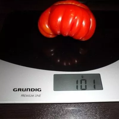 chempion-vesa-6-161683