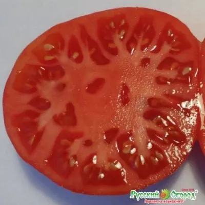 chempion-vesa-7-161683