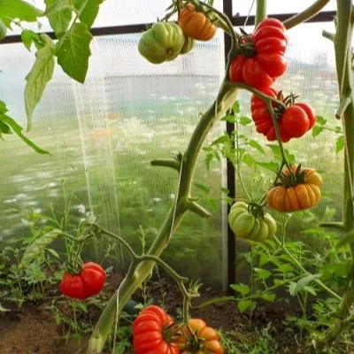 chempion-vesa-8-161683