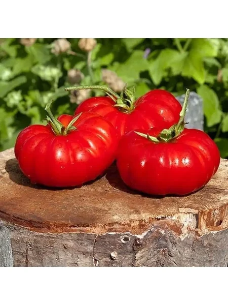 chempion-vesa-main-161683