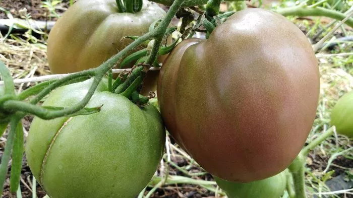 chernaya-piramida-1-143183