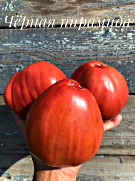 chernaya-piramida-2-143183