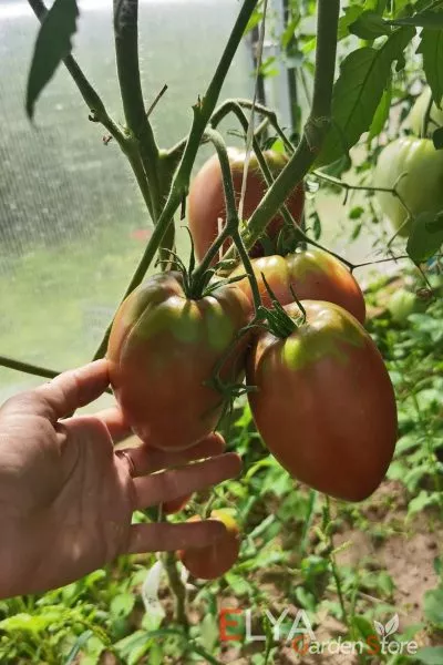 chernaya-piramida-3-143183