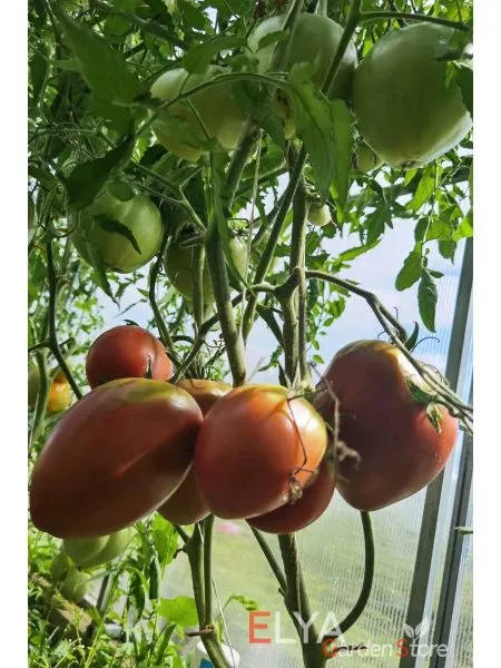 chernaya-piramida-9-143183