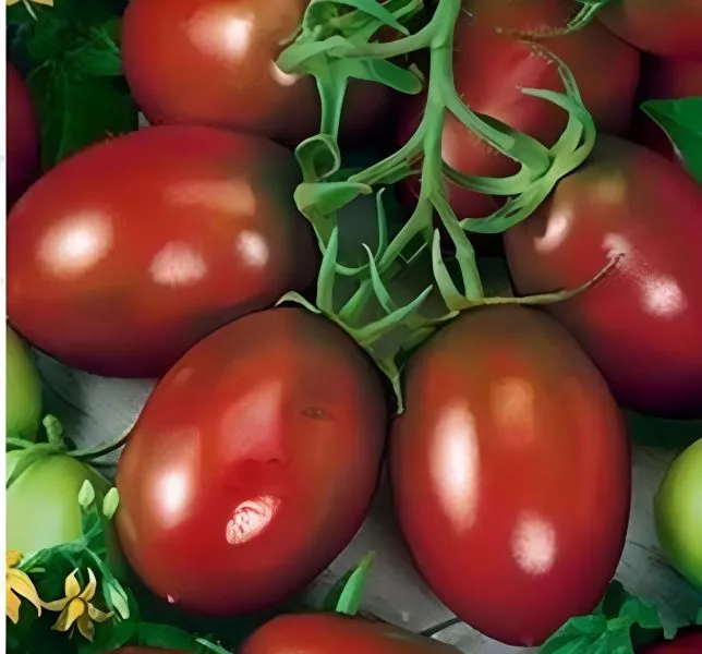 chernaya-slivka-main-143380