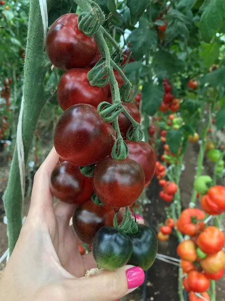 chernichnyy-blyuz-1-155766