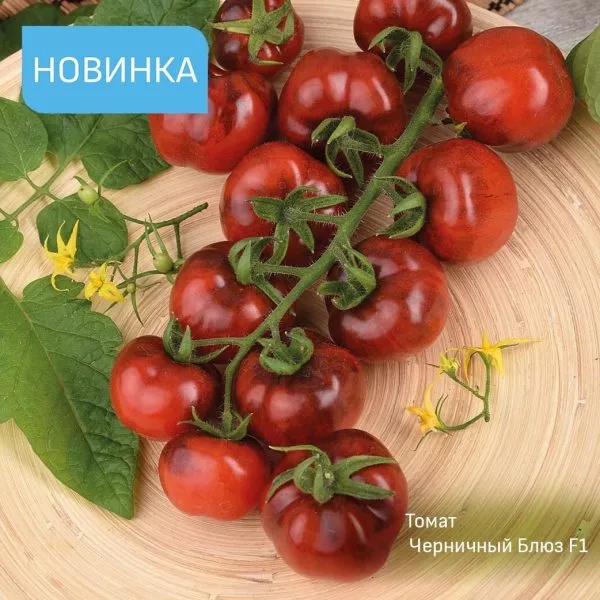 chernichnyy-blyuz-3-155766