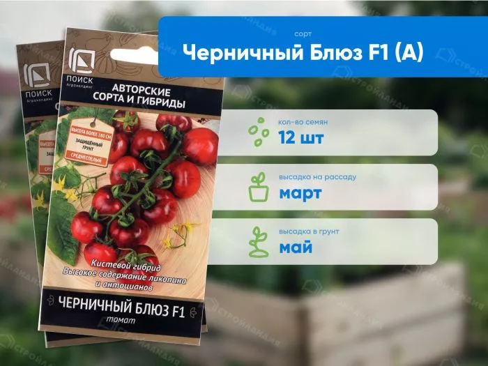 chernichnyy-blyuz-4-155766