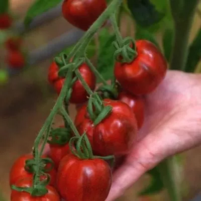 chernichnyy-blyuz-5-155766