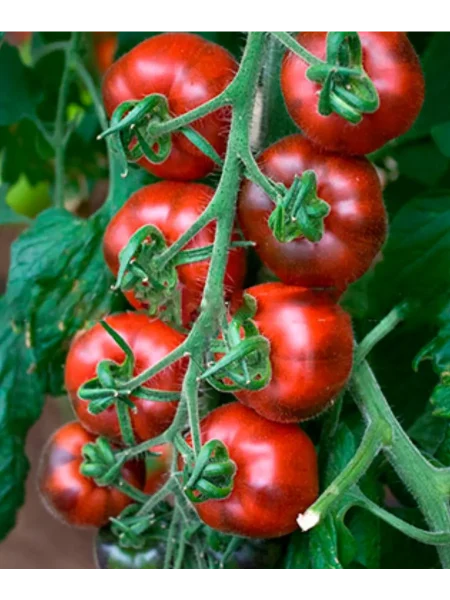 chernichnyy-blyuz-main-155766