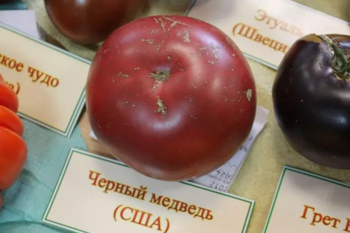 chernyy-medved-1-163869