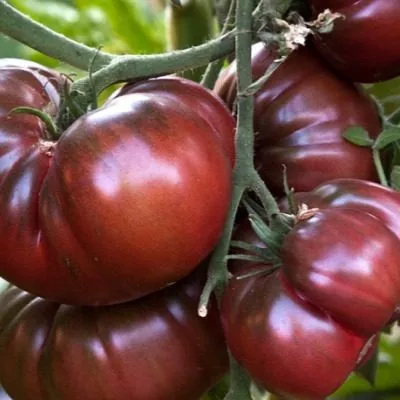 chernyy-medved-10-163869