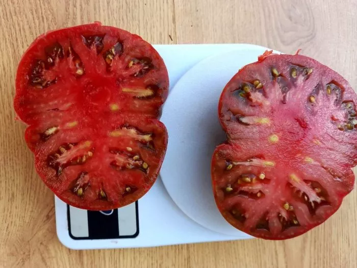 chernyy-medved-5-163869