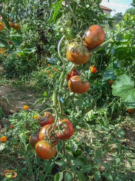 chernyy-medved-6-163869