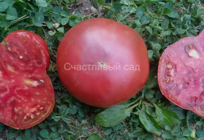 chernyy-medved-9-163869