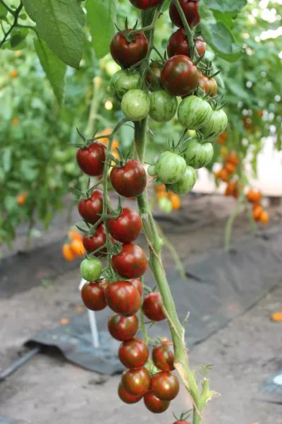 chernyy-opal-2-156544