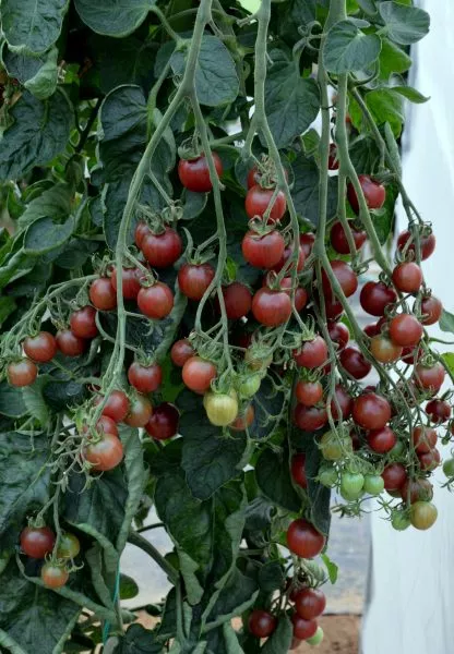 chernyy-opal-3-156544